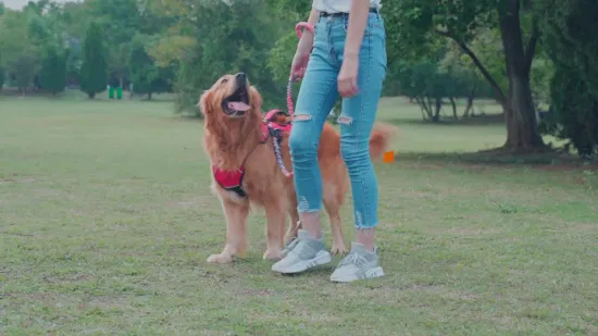 Acessórios para animais de estimação com arnês para cães ao ar livre respirável reflexivo ajustável